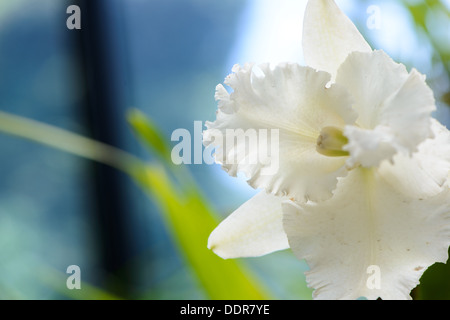 Sri Lanka. Royal Botanic Gardens. Verschiedene Arten von Orchideen Stockfoto