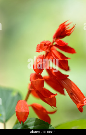 Sri Lanka. Royal Botanic Gardens. Verschiedene Arten von Blumen Stockfoto
