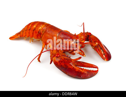 Roten Hummer isoliert auf weißem Hintergrund Stockfoto