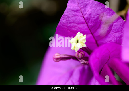 Sri Lanka. Royal Botanic Gardens. Verschiedene Arten von lila Blüten Stockfoto