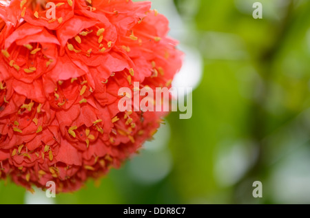 Sri Lanka. Royal Botanic Gardens. Verschiedene Arten von roten Blumen Stockfoto