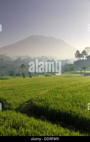 Indonesien, Bali, Sidemen, Iseh, Reisfelder und Gunung Agung Vulkan Stockfoto