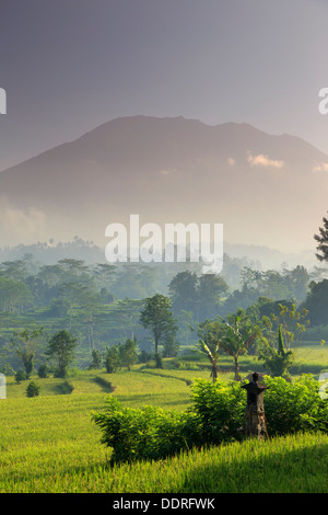 Indonesien, Bali, Sidemen, Iseh, Reisfelder und Gunung Agung Vulkan Stockfoto