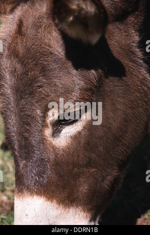 Detailansicht der Esel Kopf und Auge Stockfoto