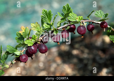 Stachelbeeren, 'Hinnomaki rot'. Beerenobst in einem Obst-Käfig. Blattflecken auf einigen Blättern Stockfoto