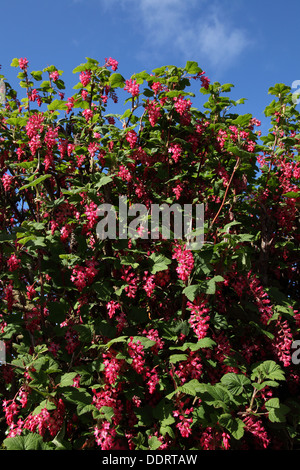 Eine wilde Blüte aktuelle (Ribes Sanguineum) bush mit seiner rosa Blumen in voller Blüte Aginst einen knackigen blauen Himmel in ländlichen Norfolk, Großbritannien. Stockfoto