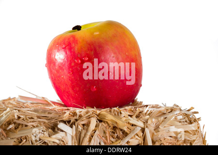 Ein Apfel, sitting on Top of ein Ballen Heu auf einem weißen Hintergrund Stockfoto