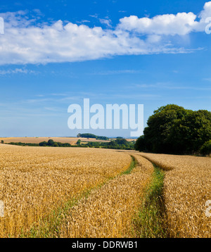 Ernten in Feldern reif für die Ernte in der Nähe von Louth Lincolnshire Wolds England UK GB EU Europa Stockfoto