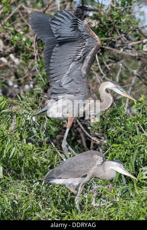 Great Blue Heron Küken Stockfoto