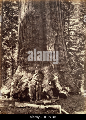 Basis der Grizzly Giant, Giant Sequoia Baum, Yosemite, Kalifornien, 1868. Künstler: Carleton Emmons Watkins Stockfoto