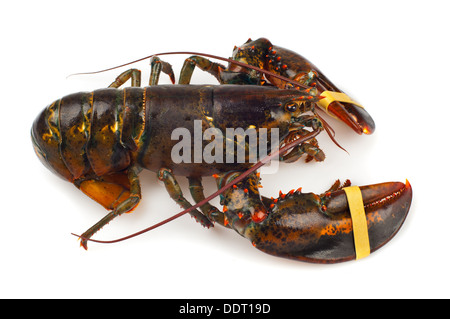 Lebende Hummer isoliert auf weißem Hintergrund Stockfoto