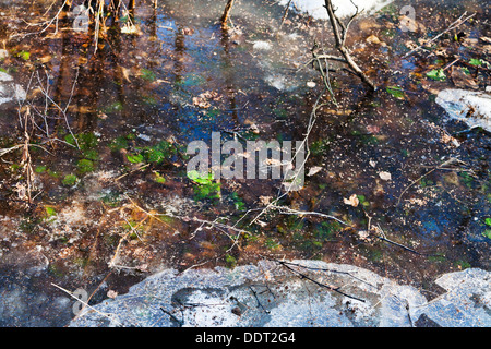 gefrorene Pfütze im Wald im Frühjahr Stockfoto