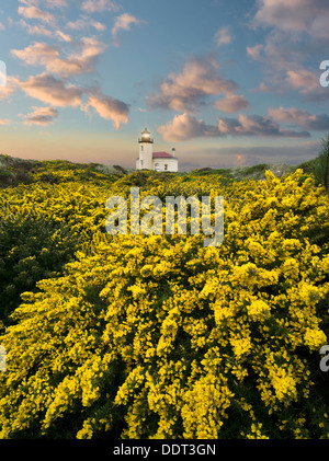 Coquile River Lighthouse mit Ginster. Bandon, Oregon Stockfoto