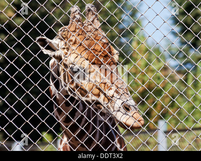 Giraffe hinter Gitter unter freiem Himmel Rabitz hautnah am Sommertag Stockfoto