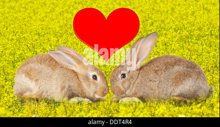 Schlepptau niedlichen Kaninchen verliebt auf blumige Feld Stockfoto