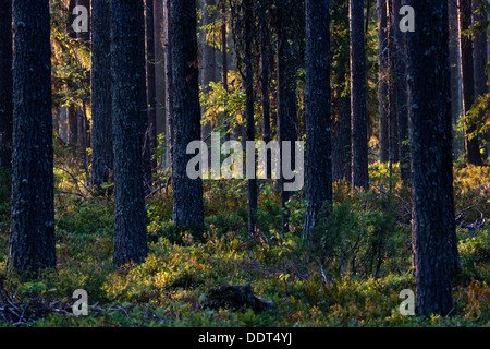 Europäische borealen Nadelwald im Sommer Stockfoto