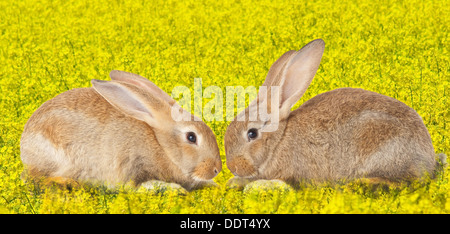 Schlepptau niedlichen Kaninchen verliebt auf blumige Feld Stockfoto