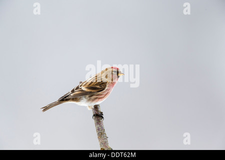 Redpoll thront auf dem Ast eines Baumes Stockfoto