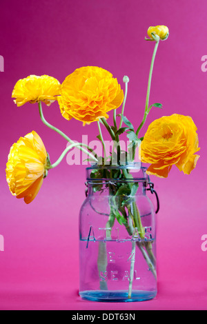 gelbe Pfingstrosen in einem alten Glas canning Jar vor einem rosa Hintergrund Stockfoto