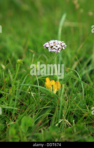 Wildblumen auf der Isle of Iona in den Inneren Hebriden von Schottland Stockfoto