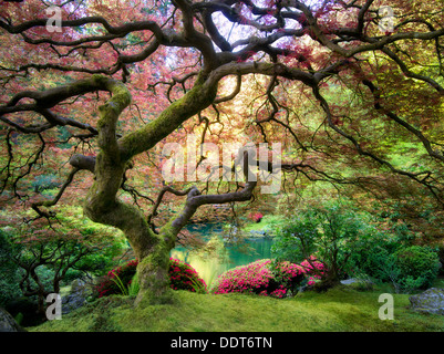 Japanischer Ahornbaum mit neuem Wachstum. Japanischer Garten von Portland, Oregon Stockfoto