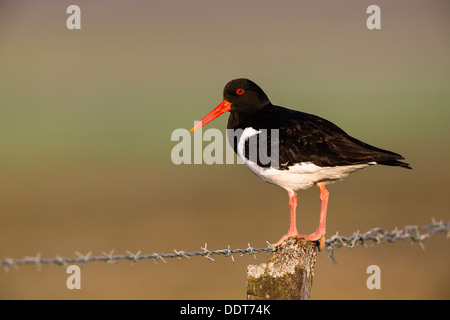 Austernfischer auf ein stacheldrahtzaun Pfosten Stockfoto