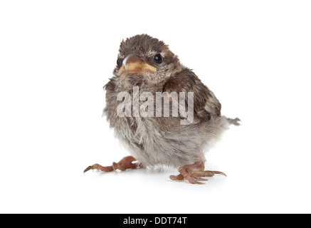 Nahaufnahme eines schönen kleinen Vogel auf weißem Hintergrund Stockfoto