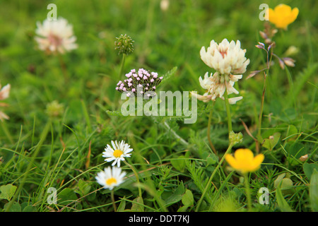 Wildblumen auf der Isle of Iona in den Inneren Hebriden von Schottland Stockfoto