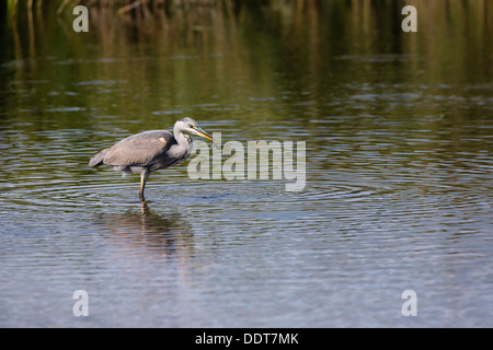 Graureiher, fangen eine Ringelnatter aus einem See Stockfoto