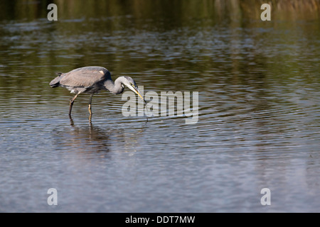 Graureiher, fangen eine Ringelnatter aus einem See Stockfoto