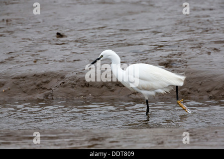 Seidenreiher Fütterung im Hafen Schlamm Stockfoto