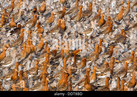 Eine große Herde von Bar-tailed Godwits Roost entlang Seite Knoten Stockfoto