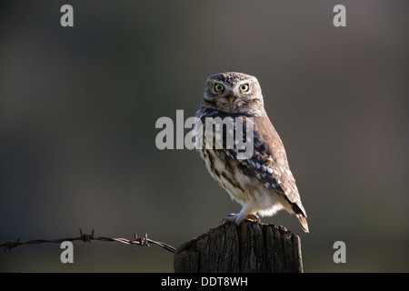 Eine kleine Eule auf einem alten Bauernhof Zaunpfosten gehockt Stockfoto