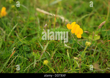 Wildblumen auf der Isle of Iona in den Inneren Hebriden von Schottland Stockfoto