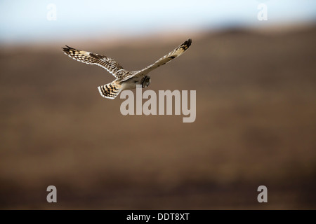 Kurze eared Eule im Flug über Heide Stockfoto