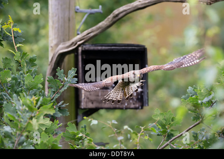 Kestrel fliegen weg von einem Nistkasten mit Küken Stockfoto