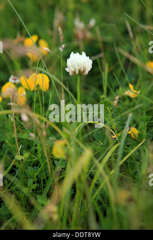 Wildblumen auf der Isle of Iona in den Inneren Hebriden von Schottland Stockfoto