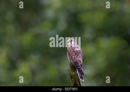 Kestrel thront auf einem Baumstumpf Stockfoto