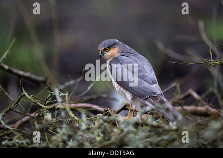 Sperber thront auf einem Ast Stockfoto