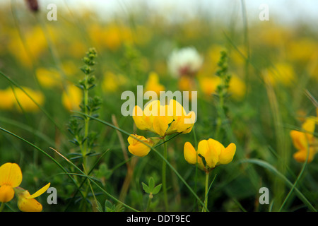 Teppich aus Wildblumen, Vögel Foot Trefoil eine Staude auf der Insel Iona in den Inneren Hebriden in Schottland Stockfoto