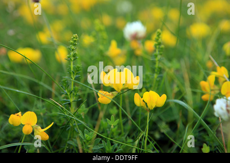 Teppich aus Wildblumen, Vögel Foot Trefoil eine Staude auf der Insel Iona in den Inneren Hebriden in Schottland Stockfoto