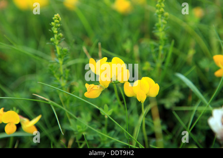 Teppich aus Wildblumen, Vögel Foot Trefoil eine Staude auf der Insel Iona in den Inneren Hebriden in Schottland Stockfoto