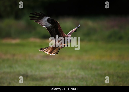 Rotmilan Fütterung auf dem Flügel Stockfoto