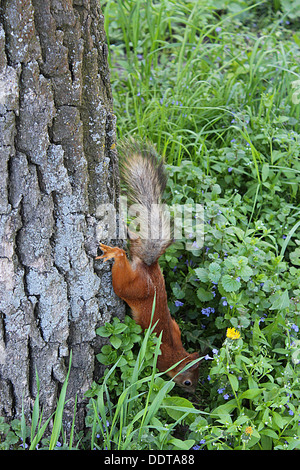 schöne Eichhörnchen in den grünen Büschen im park Stockfoto