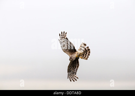 Weibliche Kornweihe in Flug Beute Stockfoto