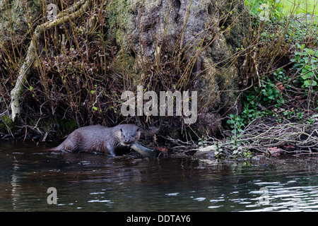 Otter ein Fisch unter einem Baum am Ufer Flusses zu essen Stockfoto