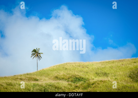 Ein einsamer Kokospalme auf der höchsten grünen Hügel von Aitutaki-Insel im Wind vor blauem Himmel, Cook-Inseln Stockfoto