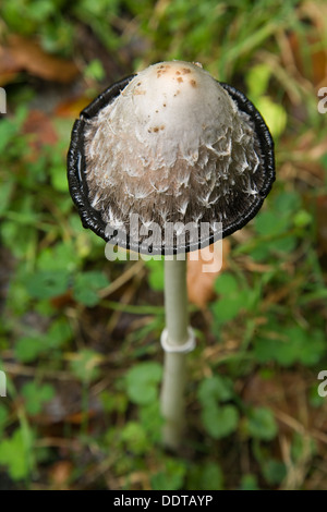 Shaggy ink Kappe, der Anwalt von Perücke, oder shaggy Mane (Coprinus comatus). Stockfoto