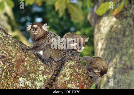 Brasilien, Bahia, Affen, drei Affen, gemeinsame Krallenaffen, Callithrix Jacchus, kleine Affen, Baum, posieren, Marmoset Porträt, Natur, Tierwelt, Brasilien 2014, WM 2014, Reisen, Tourismus, Tiere, Säugetiere, süß, neugierig, Mikro Affen, Stockfoto