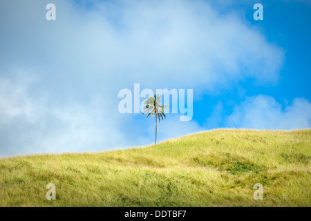 Ein einsamer Kokospalme auf der höchsten grünen Hügel von Aitutaki-Insel im Wind vor blauem Himmel, Cook-Inseln Stockfoto